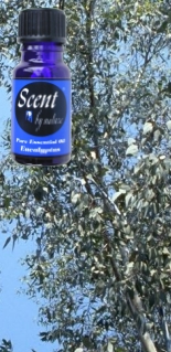 Eucalyptus Oil image