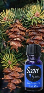 PINE (Scots) 10ml - Multisaver Available