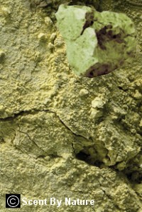 French Green Clay Powder - image